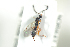  ( - HYMNI1836)  @11 [ ] CreativeCommons - Attribution Non-Commercial Share-Alike (2016) Arnstein Staverlokk Norwegian Institute of Nature Research