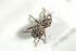  (Acalles misellus - NOCOL838)  @11 [ ] CreativeCommons - Attribution Non-Commercial Share-Alike (2016) Arnstein Staverlokk Norwegian Institute of Nature Research
