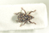 ( - NOCOL846)  @12 [ ] CreativeCommons - Attribution Non-Commercial Share-Alike (2016) Arnstein Staverlokk Norwegian Institute of Nature Research