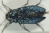  ( - NOCOL333)  @13 [ ] CreativeCommons - Attribution Non-Commercial Share-Alike (2015) Arnstein Staverlokk Norwegian Institute of Nature Research