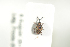  ( - NOCOL906)  @12 [ ] CreativeCommons - Attribution Non-Commercial Share-Alike (2016) Arnstein Staverlokk Norwegian Institute of Nature Research