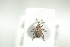  ( - NOCOL907)  @11 [ ] CreativeCommons - Attribution Non-Commercial Share-Alike (2016) Arnstein Staverlokk Norwegian Institute of Nature Research