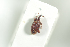  (Orchestes testaceus - NOCOL936)  @13 [ ] CreativeCommons - Attribution Non-Commercial Share-Alike (2016) Arnstein Staverlokk Norwegian Institute of Nature Research