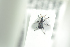  ( - NOCOL960)  @12 [ ] CreativeCommons - Attribution Non-Commercial Share-Alike (2016) Arnstein Staverlokk Norwegian Institute of Nature Research