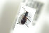  ( - NOCOL965)  @12 [ ] CreativeCommons - Attribution Non-Commercial Share-Alike (2016) Arnstein Staverlokk Norwegian Institute of Nature Research