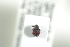  (Coeliodinus longirostris - NOCOL970)  @13 [ ] CreativeCommons - Attribution Non-Commercial Share-Alike (2016) Arnstein Staverlokk Norwegian Institute of Nature Research