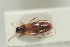  ( - NOCOL199)  @11 [ ] CreativeCommons - Attribution Non-Commercial Share-Alike (2015) Arnstein Staverlokk Norwegian Institute of Nature Research