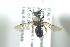  ( - HYMNI1800)  @12 [ ] CreativeCommons - Attribution Non-Commercial Share-Alike (2016) Arnstein Staverlokk Norwegian Institute of Nature Research