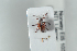  ( - NOCOL1171)  @11 [ ] CreativeCommons - Attribution Non-Commercial Share-Alike (2018) Arnstein Staverlokk Norwegian Institute of Nature Research