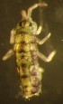  ( - COLLNI005)  @11 [ ] CreativeCommons - Attribution Non-Commercial Share-Alike (2016) Arne Fjellberg Norwegian Institute of Nature Research