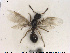  ( - HYMNI2648)  @11 [ ] CreativeCommons - Attribution Share-Alike (2019) NTNU University Museum, Department of Natural History NTNU University Museum, Department of Natural History