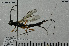  (Neoxorides opacus - HYMNI2930)  @11 [ ] Creative Commons  Attribution Non-Commercial Share-Alike (2022) NTNU University Museum, Department of Natural History NTNU University Museum, Department of Natural History