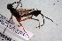  ( - HYMNI2931)  @11 [ ] Creative Commons  Attribution Non-Commercial Share-Alike (2022) NTNU University Museum, Department of Natural History NTNU University Museum, Department of Natural History