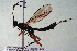  ( - HYMNI2932)  @11 [ ] Creative Commons  Attribution Non-Commercial Share-Alike (2022) NTNU University Museum, Department of Natural History NTNU University Museum, Department of Natural History