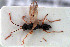  ( - HYMNI2971)  @11 [ ] Creative Commons  Attribution Non-Commercial Share-Alike (2022) NTNU University Museum, Department of Natural History NTNU University Museum, Department of Natural History