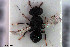  ( - HYMNI2994)  @11 [ ] Creative Commons  Attribution Non-Commercial Share-Alike (2022) NTNU University Museum, Department of Natural History NTNU University Museum, Department of Natural History
