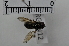  ( - MORGAN12)  @11 [ ] Creative Commons  Attribution Non-Commercial Share-Alike (2020) NTNU University Museum, Department of Natural History NTNU University Museum, Department of Natural History