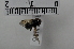  ( - MORGAN16)  @11 [ ] Creative Commons  Attribution Non-Commercial Share-Alike (2020) NTNU University Museum, Department of Natural History NTNU University Museum, Department of Natural History