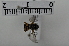  ( - MORGAN20)  @11 [ ] Creative Commons  Attribution Non-Commercial Share-Alike (2020) NTNU University Museum, Department of Natural History NTNU University Museum, Department of Natural History