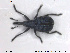  (Mesotrichapion - NOCOL1329)  @11 [ ] Creative Commons  Attribution Non-Commercial Share-Alike (2019) NTNU University Museum, Department of Natural History NTNU University Museum, Department of Natural History