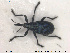  (Protapion astragali - NOCOL1337)  @11 [ ] Creative Commons  Attribution Non-Commercial Share-Alike (2019) NTNU University Museum, Department of Natural History NTNU University Museum, Department of Natural History