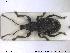  ( - NOCOL1365)  @11 [ ] CreativeCommons - Attribution Share-Alike (2019) NTNU University Museum, Department of Natural History NTNU University Museum, Department of Natural History