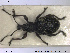 ( - NOCOL1366)  @11 [ ] CreativeCommons - Attribution Share-Alike (2019) NTNU University Museum, Department of Natural History NTNU University Museum, Department of Natural History