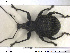  ( - NOCOL1369)  @11 [ ] CreativeCommons - Attribution Share-Alike (2019) NTNU University Museum, Department of Natural History NTNU University Museum, Department of Natural History