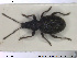  ( - NOCOL1374)  @11 [ ] CreativeCommons - Attribution Share-Alike (2019) NTNU University Museum, Department of Natural History NTNU University Museum, Department of Natural History