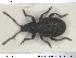  ( - NOCOL1375)  @11 [ ] CreativeCommons - Attribution Share-Alike (2019) NTNU University Museum, Department of Natural History NTNU University Museum, Department of Natural History
