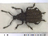  ( - NOCOL1379)  @11 [ ] CreativeCommons - Attribution Share-Alike (2019) NTNU University Museum, Department of Natural History NTNU University Museum, Department of Natural History
