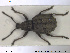  ( - NOCOL1380)  @11 [ ] CreativeCommons - Attribution Share-Alike (2019) NTNU University Museum, Department of Natural History NTNU University Museum, Department of Natural History