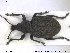  ( - NOCOL1384)  @11 [ ] CreativeCommons - Attribution Share-Alike (2019) NTNU University Museum, Department of Natural History NTNU University Museum, Department of Natural History