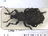  ( - NOCOL1385)  @11 [ ] CreativeCommons - Attribution Share-Alike (2019) NTNU University Museum, Department of Natural History NTNU University Museum, Department of Natural History