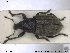  ( - NOCOL1389)  @11 [ ] CreativeCommons - Attribution Share-Alike (2019) NTNU University Museum, Department of Natural History NTNU University Museum, Department of Natural History