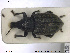  ( - NOCOL1390)  @11 [ ] CreativeCommons - Attribution Share-Alike (2019) NTNU University Museum, Department of Natural History NTNU University Museum, Department of Natural History
