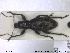 ( - NOCOL1393)  @11 [ ] CreativeCommons - Attribution Share-Alike (2019) NTNU University Museum, Department of Natural History NTNU University Museum, Department of Natural History