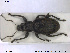  ( - NOCOL1394)  @11 [ ] CreativeCommons - Attribution Share-Alike (2019) NTNU University Museum, Department of Natural History NTNU University Museum, Department of Natural History