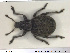  ( - NOCOL1396)  @11 [ ] CreativeCommons - Attribution Share-Alike (2019) NTNU University Museum, Department of Natural History NTNU University Museum, Department of Natural History