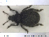  ( - NOCOL1397)  @11 [ ] CreativeCommons - Attribution Share-Alike (2019) NTNU University Museum, Department of Natural History NTNU University Museum, Department of Natural History