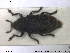  ( - NOCOL1403)  @11 [ ] CreativeCommons - Attribution Share-Alike (2019) NTNU University Museum, Department of Natural History NTNU University Museum, Department of Natural History