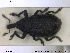  ( - NOCOL1404)  @11 [ ] CreativeCommons - Attribution Share-Alike (2019) NTNU University Museum, Department of Natural History NTNU University Museum, Department of Natural History