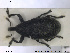  ( - NOCOL1405)  @11 [ ] CreativeCommons - Attribution Share-Alike (2019) NTNU University Museum, Department of Natural History NTNU University Museum, Department of Natural History