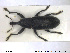  (Lixus bardanae - NOCOL1409)  @11 [ ] CreativeCommons - Attribution Share-Alike (2019) NTNU University Museum, Department of Natural History NTNU University Museum, Department of Natural History