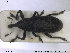  ( - NOCOL1410)  @11 [ ] CreativeCommons - Attribution Share-Alike (2019) NTNU University Museum, Department of Natural History NTNU University Museum, Department of Natural History