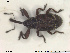  ( - NOCOL1419)  @11 [ ] CreativeCommons - Attribution Share-Alike (2019) NTNU University Museum, Department of Natural History NTNU University Museum, Department of Natural History