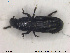 ( - NOCOL1431)  @11 [ ] CreativeCommons - Attribution Share-Alike (2019) NTNU University Museum, Department of Natural History NTNU University Museum, Department of Natural History