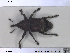  ( - NOCOL1444)  @11 [ ] CreativeCommons - Attribution Share-Alike (2019) NTNU University Museum, Department of Natural History NTNU University Museum, Department of Natural History