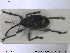  ( - NOCOL1533)  @11 [ ] Creative Commons  Attribution Non-Commercial Share-Alike (2019) NTNU University Museum, Department of Natural History NTNU University Museum, Department of Natural History