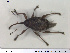  (Curculio betulae - NOCOL1536)  @11 [ ] Creative Commons  Attribution Non-Commercial Share-Alike (2019) NTNU University Museum, Department of Natural History NTNU University Museum, Department of Natural History
